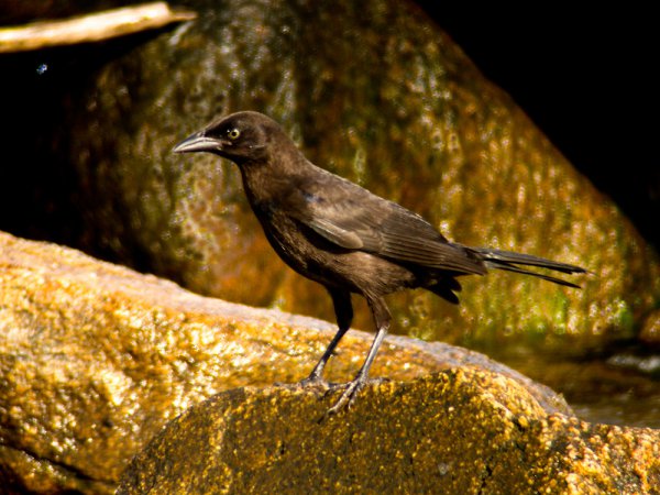 Photo (2): Common Grackle