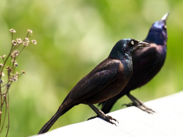 Photo (6): Common Grackle