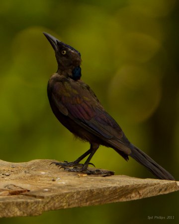 Photo (20): Common Grackle