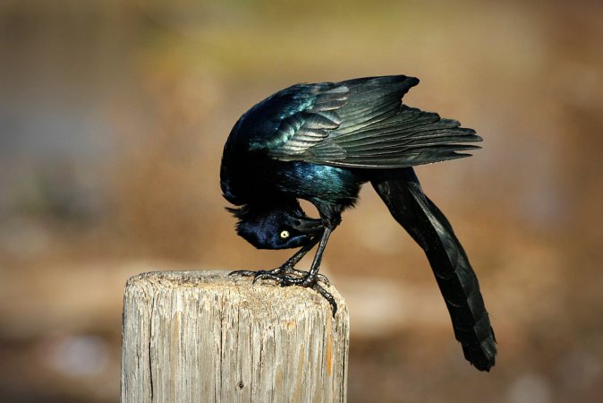 Photo (8): Common Grackle