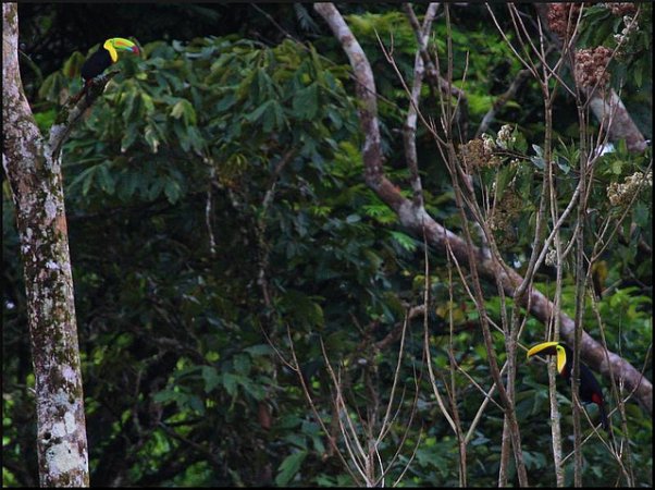 Photo (14): Keel-billed Toucan