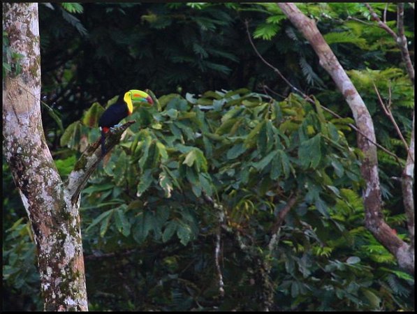 Photo (12): Keel-billed Toucan