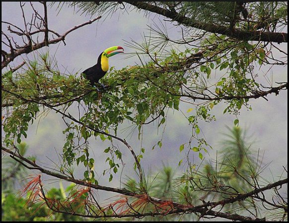 Photo (11): Keel-billed Toucan