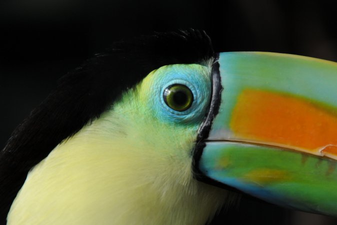 Photo (5): Keel-billed Toucan