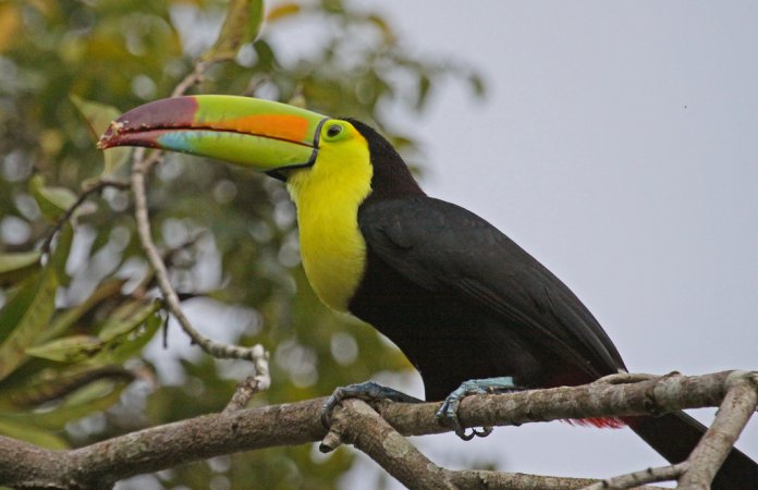 Photo (8): Keel-billed Toucan