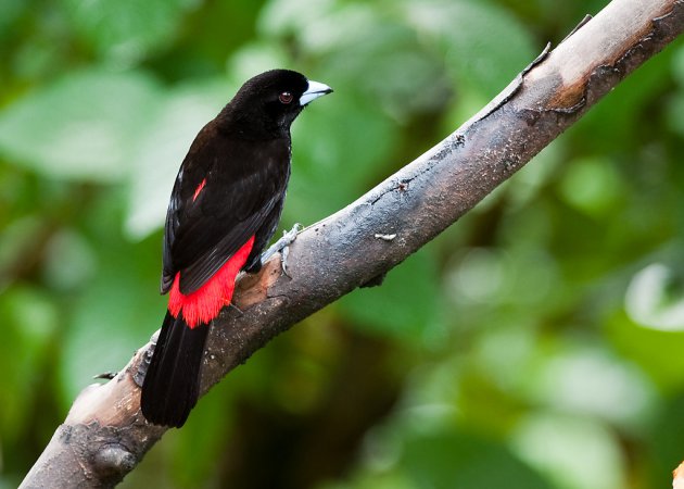 Photo (1): Passerini's Tanager