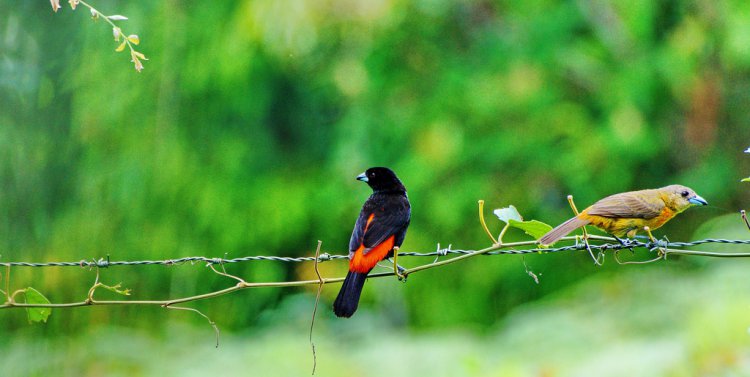 Photo (6): Passerini's Tanager