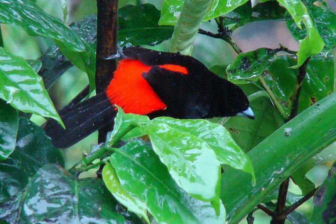 Photo (17): Passerini's Tanager