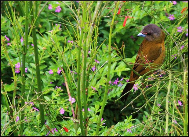 Photo (4): Passerini's Tanager