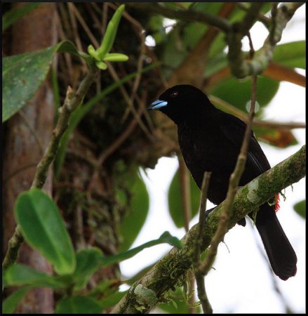 Photo (9): Passerini's Tanager