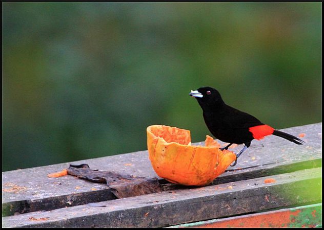 Photo (10): Passerini's Tanager