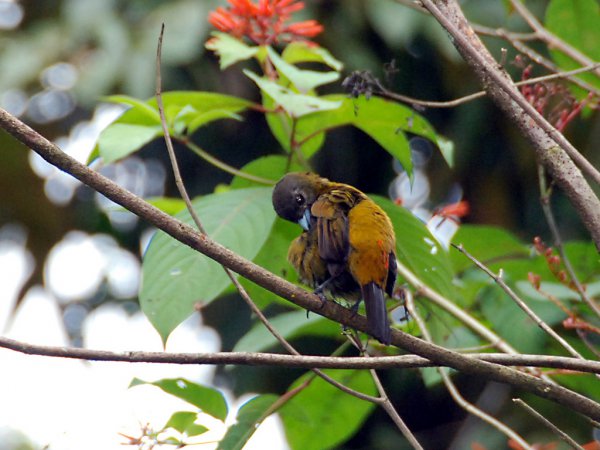 Photo (7): Passerini's Tanager