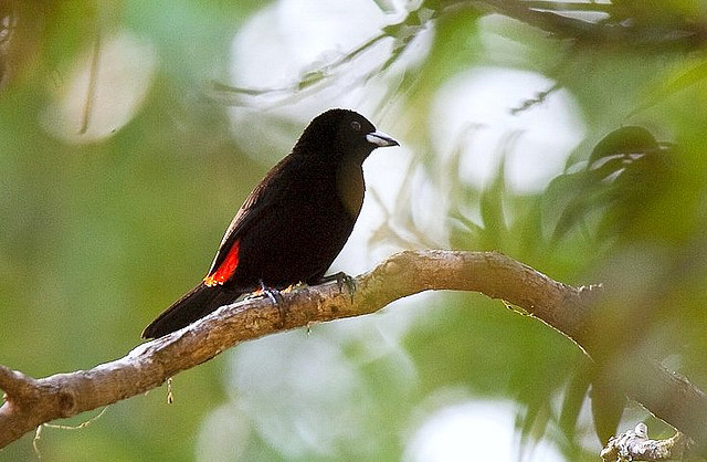 Photo (13): Passerini's Tanager