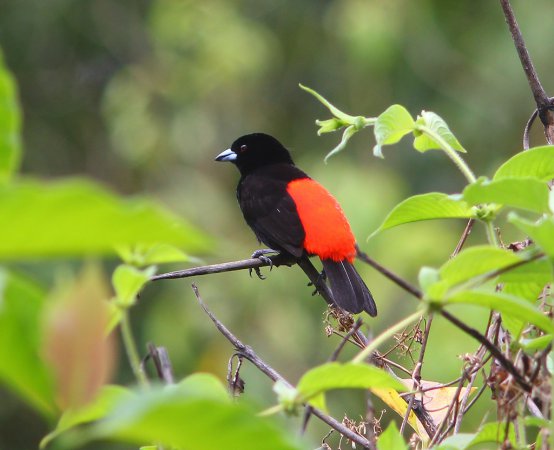 Photo (16): Passerini's Tanager