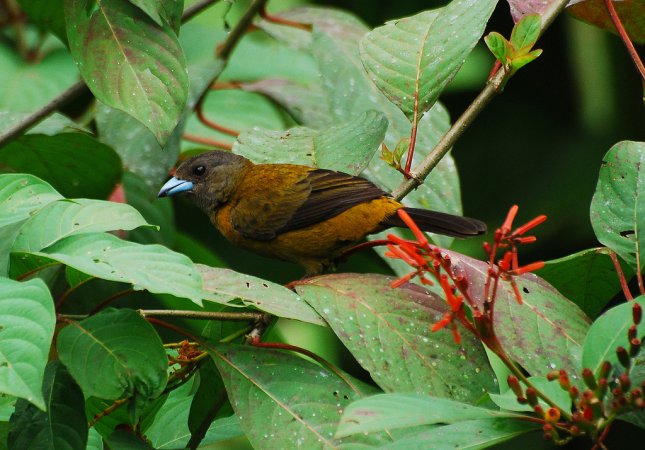 Photo (2): Passerini's Tanager