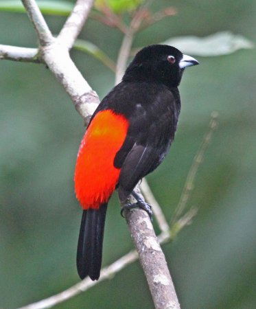 Photo (5): Passerini's Tanager