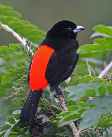 Photo (8): Passerini's Tanager