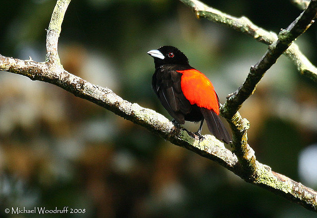 Photo (3): Passerini's Tanager