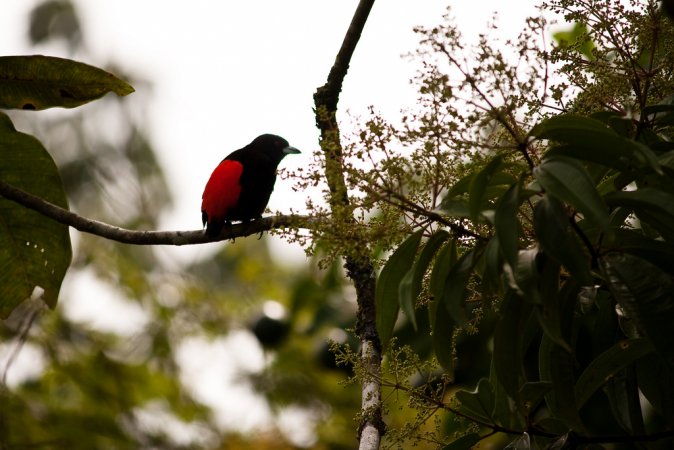 Photo (11): Passerini's Tanager