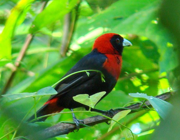Photo (5): Crimson-collared Tanager