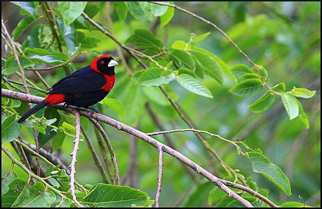 Photo (1): Crimson-collared Tanager