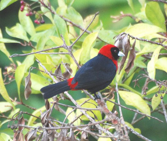 Photo (7): Crimson-collared Tanager