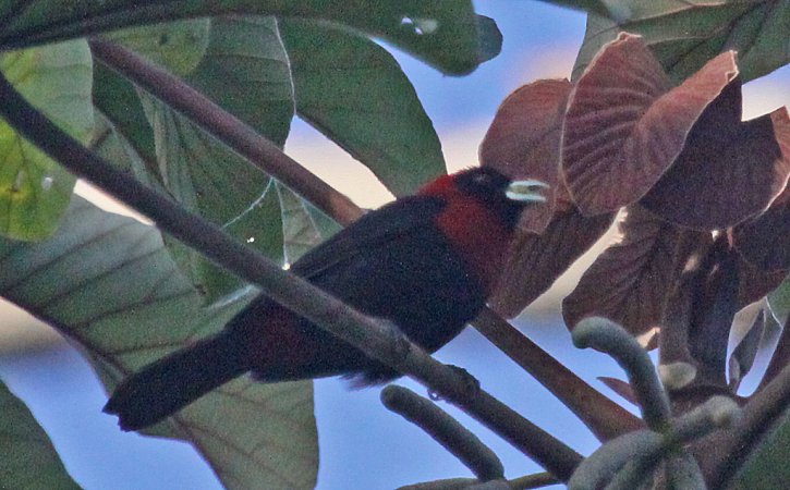 Photo (9): Crimson-collared Tanager