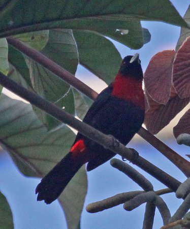 Photo (8): Crimson-collared Tanager