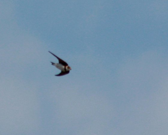 Photo (9): Bank Swallow