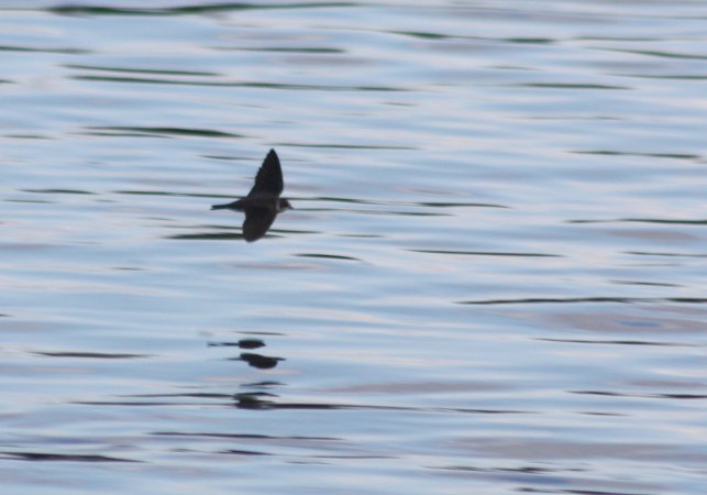 Photo (15): Bank Swallow