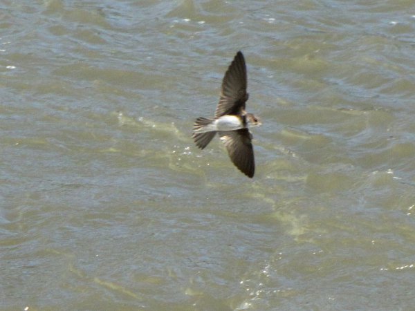 Photo (8): Bank Swallow