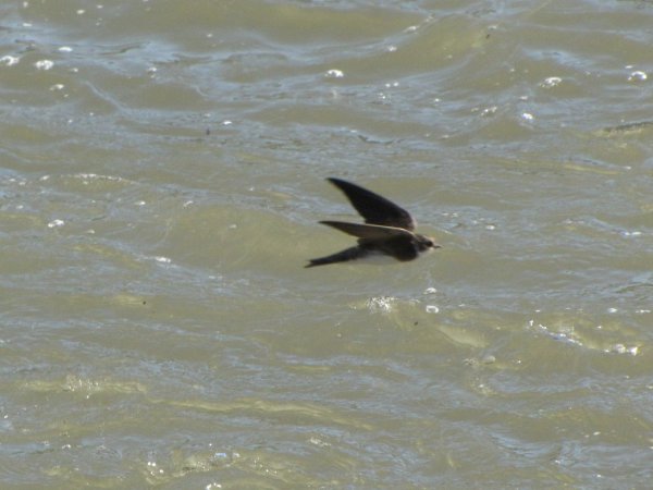 Photo (10): Bank Swallow