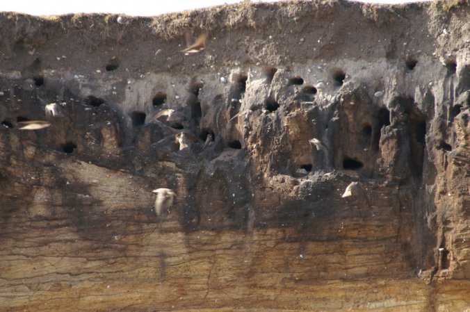 Photo (19): Bank Swallow