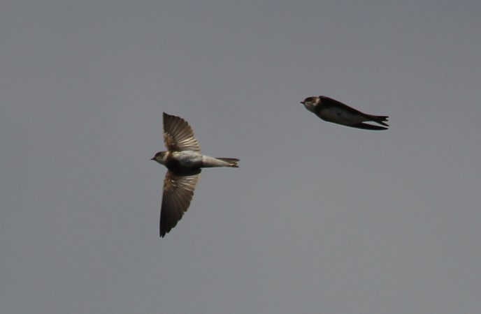 Photo (13): Bank Swallow