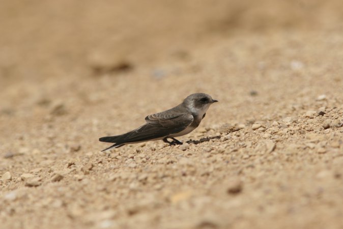 Photo (14): Bank Swallow