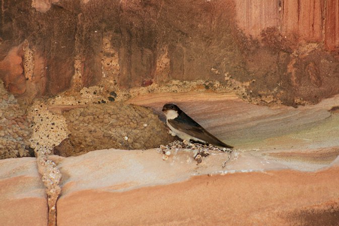 Photo (20): Bank Swallow