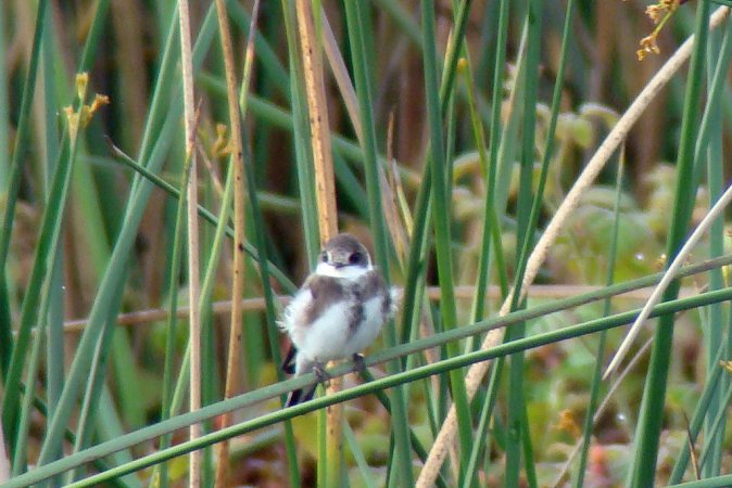 Photo (12): Bank Swallow