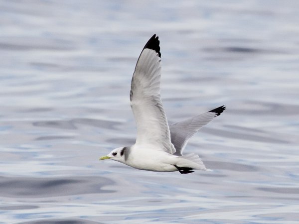 Photo (10): Black-legged Kittiwake