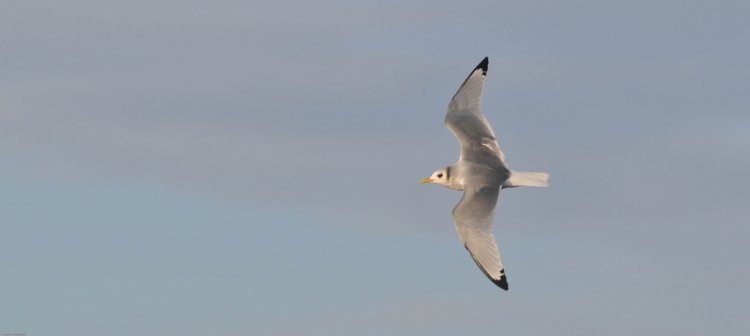 Photo (11): Black-legged Kittiwake