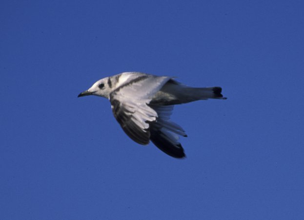 Photo (15): Black-legged Kittiwake