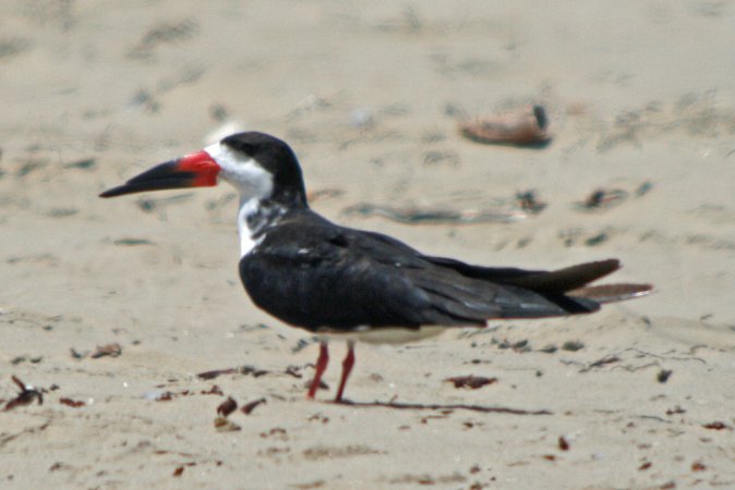 Photo (9): Black Skimmer