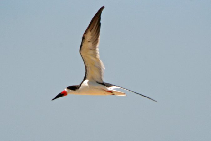Photo (8): Black Skimmer