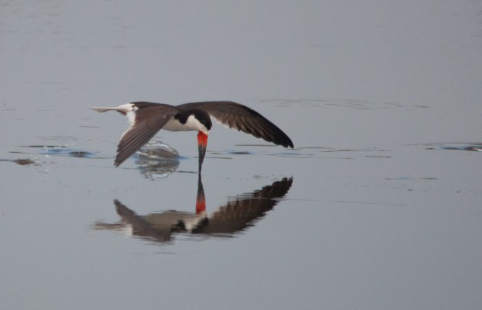Photo (6): Black Skimmer