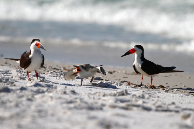 Photo (16): Black Skimmer