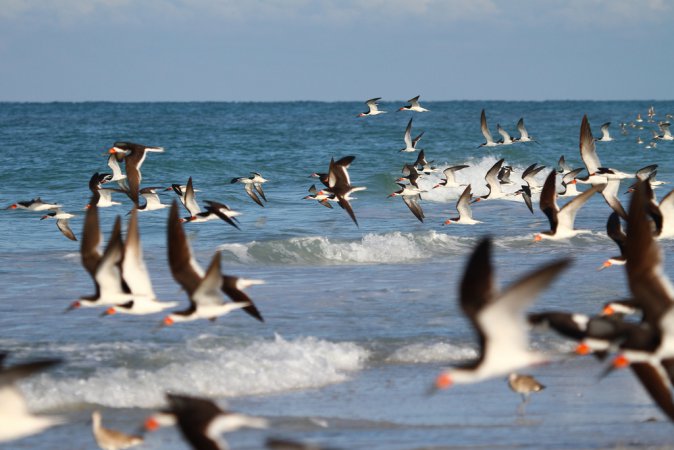Photo (5): Black Skimmer