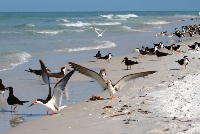 Photo (3): Black Skimmer