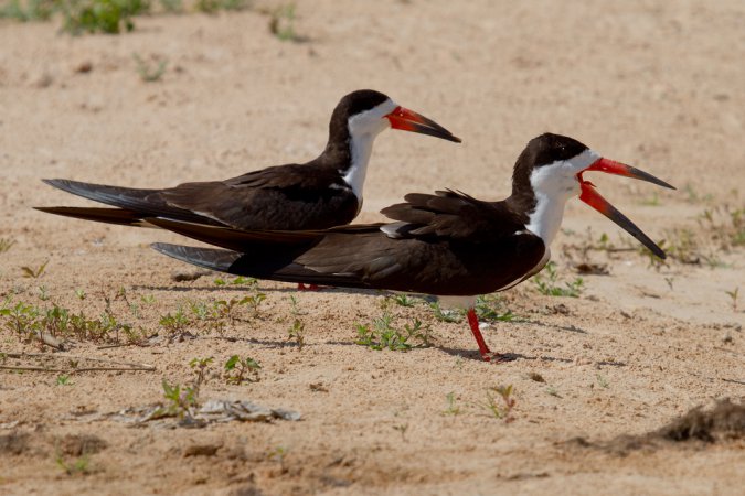 Photo (2): Black Skimmer