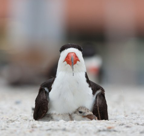 Photo (17): Black Skimmer