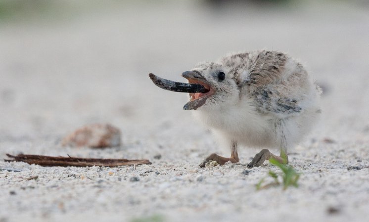 Photo (19): Black Skimmer