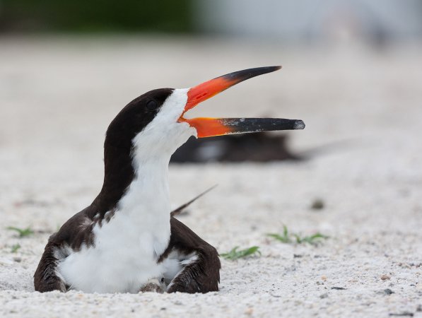 Photo (4): Black Skimmer
